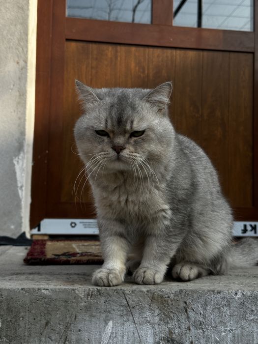 Aslzoda kumushrang Britan mushugi sotiladi!