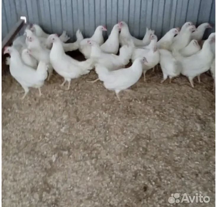 Гуси,куры ,утки ,цыплята