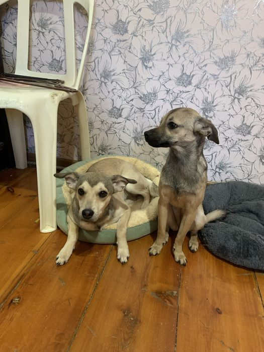 Отдам собак в хорошие руки