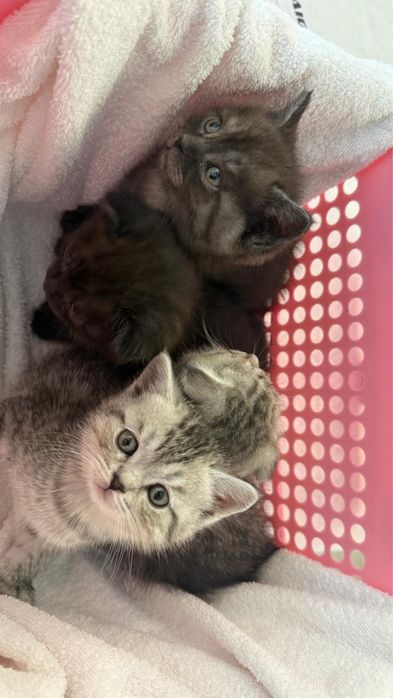 Продам породистых котят