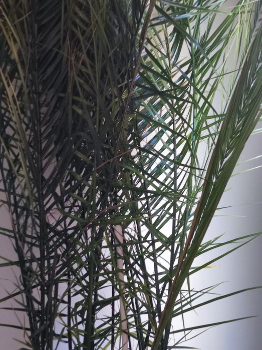 Финикова Палма    много голяма