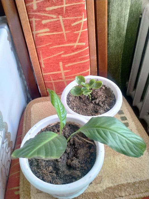 Продам комнатные растения.