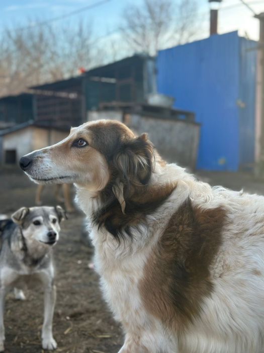 Пристраивается пес