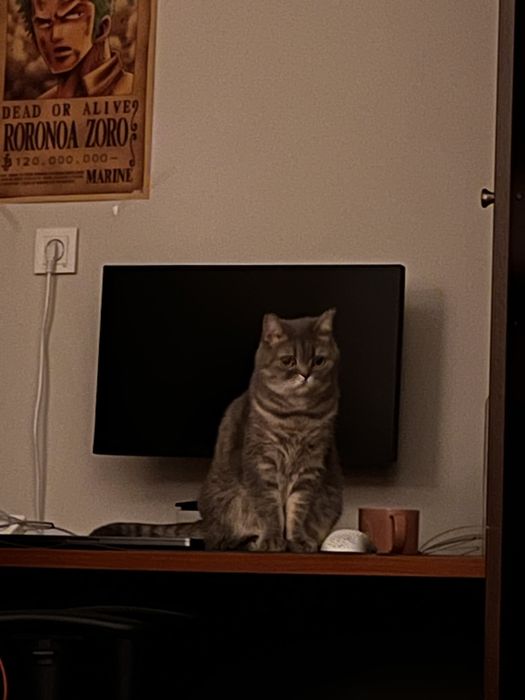 Кошка стерилизованная