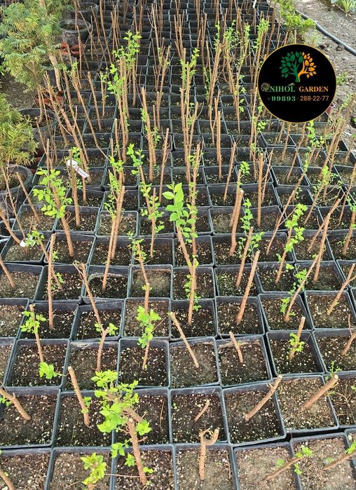 Янгилик! Вяз голден. Сарик сада кайрагоч чет давлатидан келтирилган