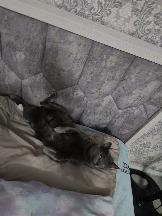 Продаются домашние котята