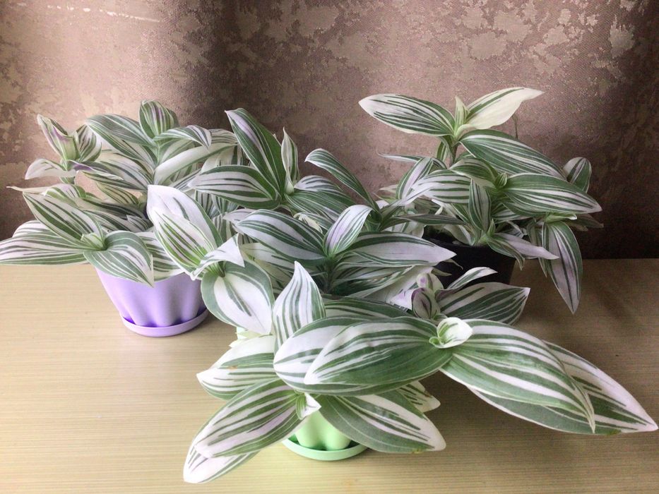 Традесканция Альбовитата