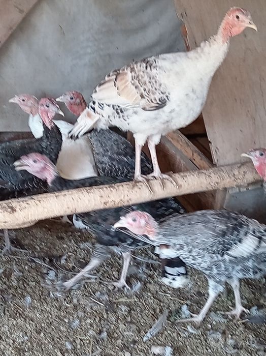 Продаются индюки