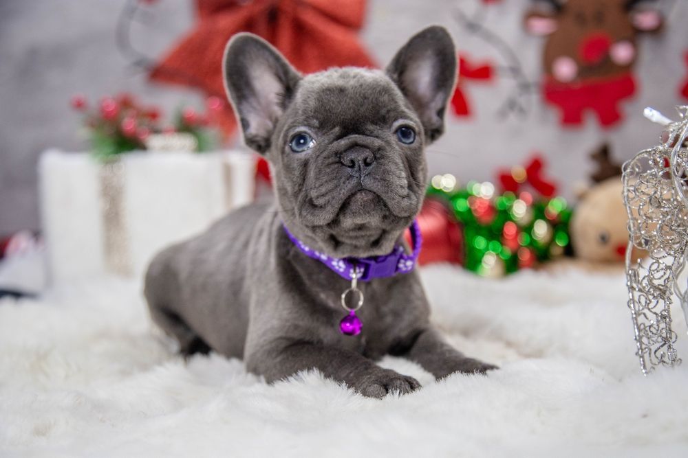 bulldog francez blue fetiță