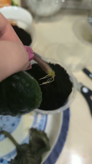 Продам укоренённые листики