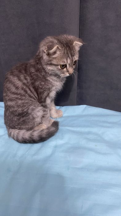 очаровательный котенок породы шотландская вислоухая (скоттиш-фолд).