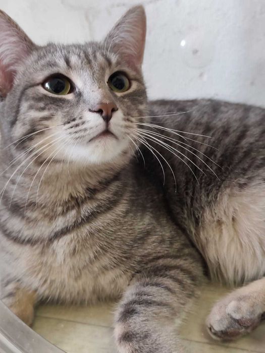 Котик мальчик возраст 8 месяцев ищет дом