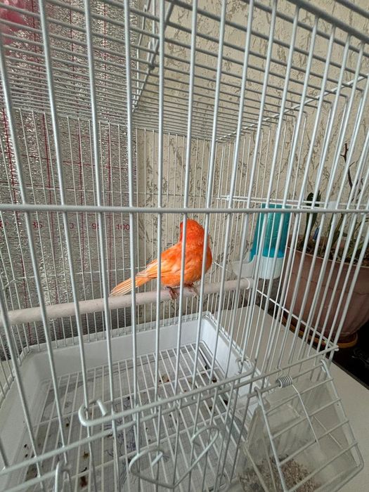 Канорейка Красный самец