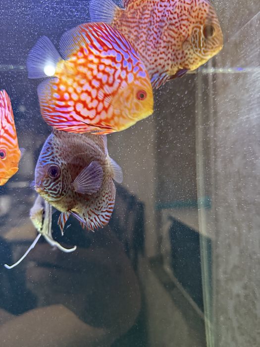 Akvarium + Baliqlari bilan