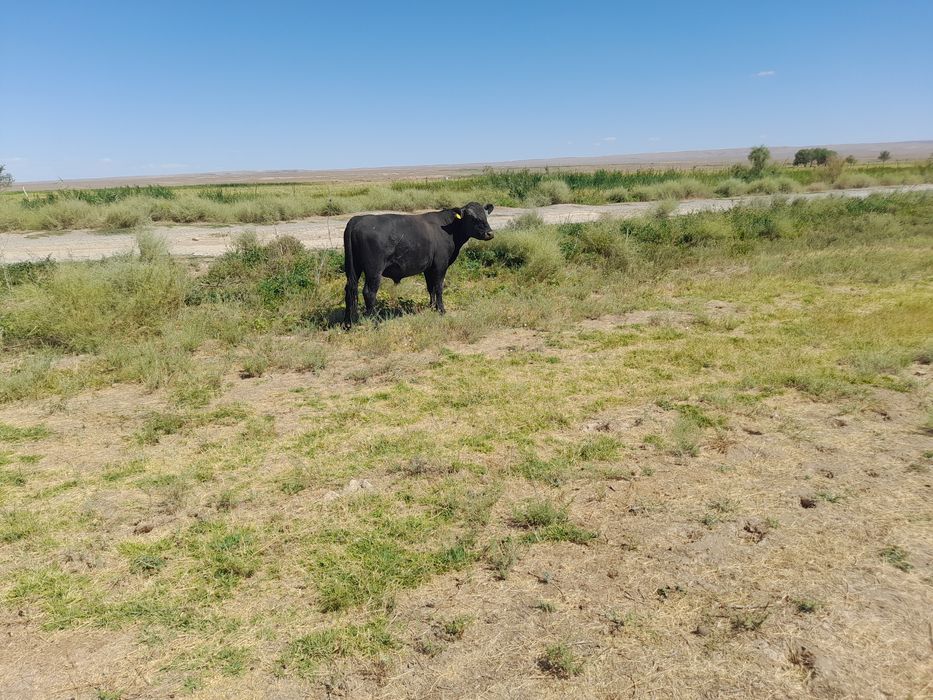 Ангус буха өгіз бык