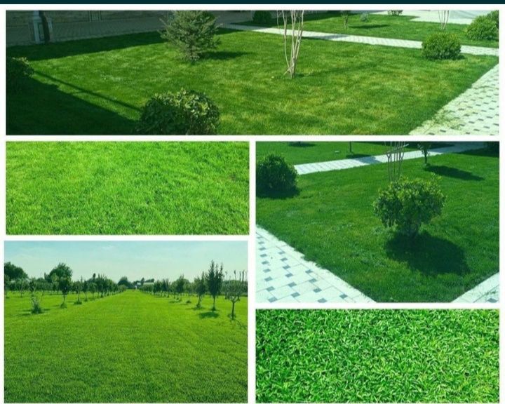 Gazon ekish xizmati tayor rulon ekamiz  23.000 som