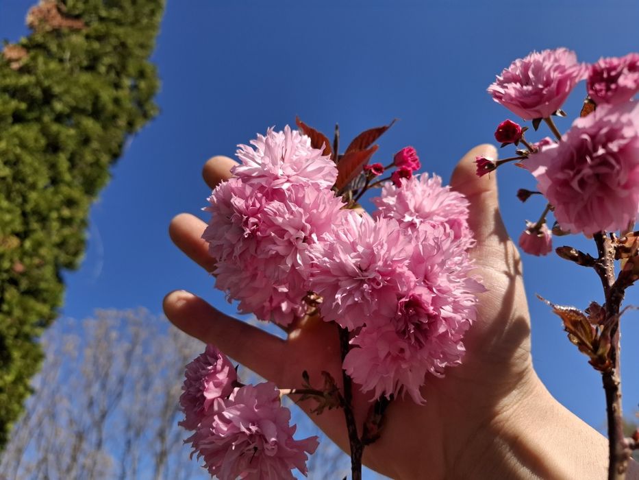 Червенолистна японска вишна Burgundy