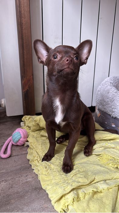Чихуахуа шоколадный мальчик