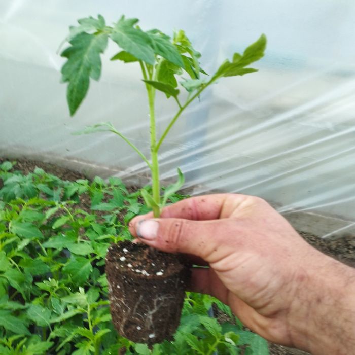 Răsaduri roșii Paris f1 si Prekos F1