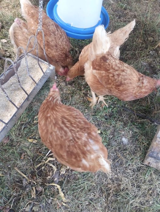 Gaini ouatoare rosii,găini Isa Brown