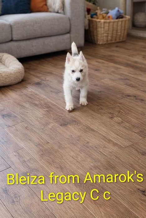 БЕБЕТА Сибирско хъски