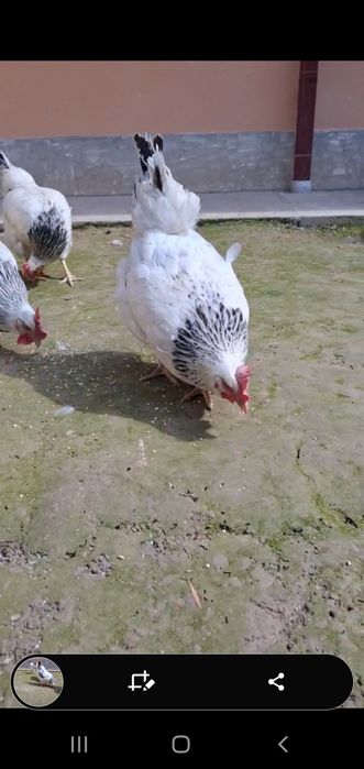 Русский Адлер сотилади