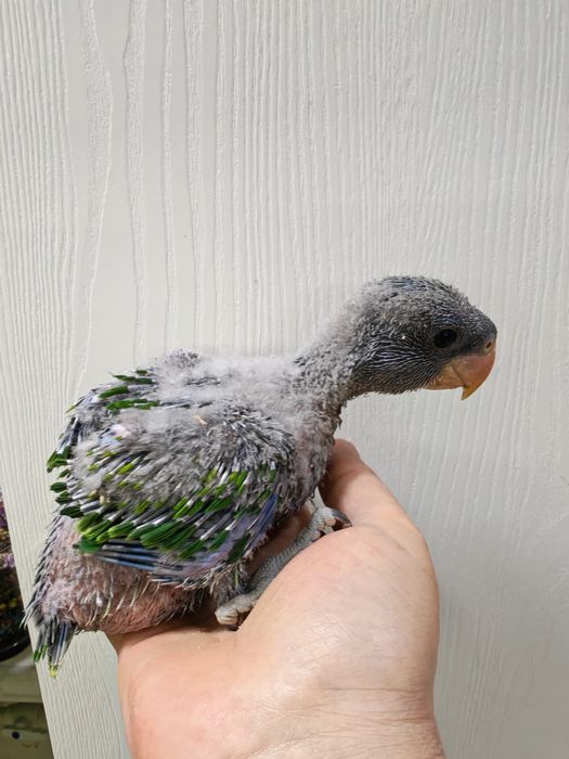 Продаётся птенец Китайского Кольчатого попугая.