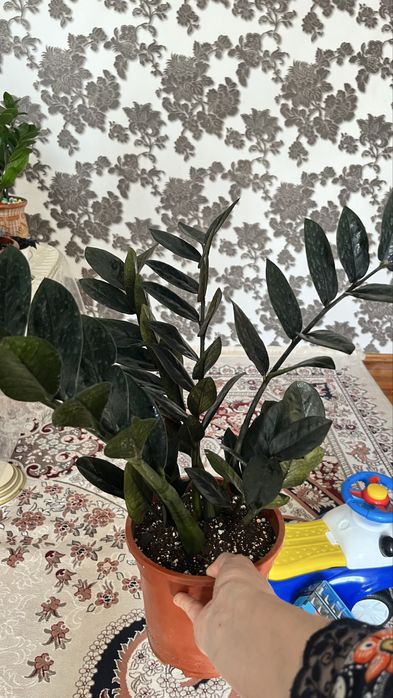 Бөлме гүлдері,құнарлы топыраққа егілген гүлдер
