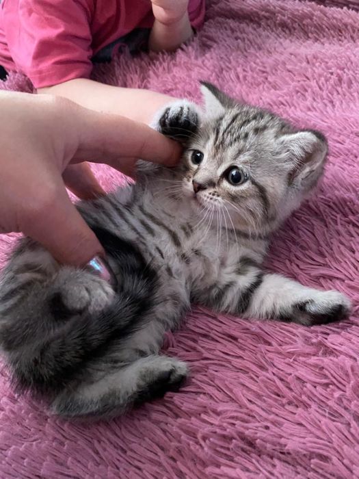 Шотландский веслоухий