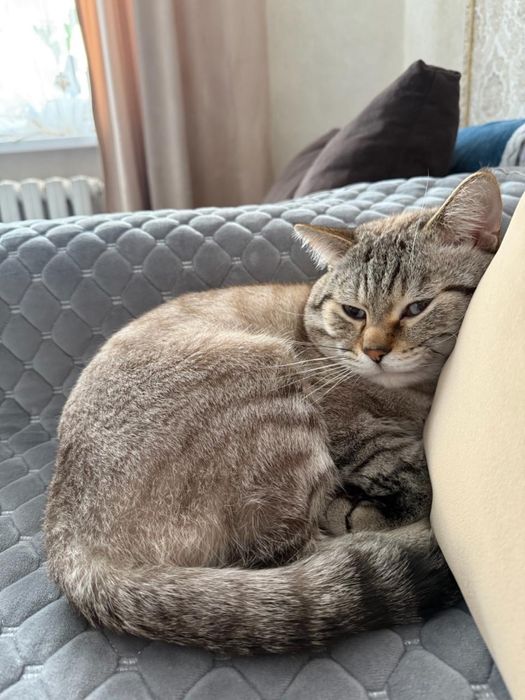 Отдам кота срочно