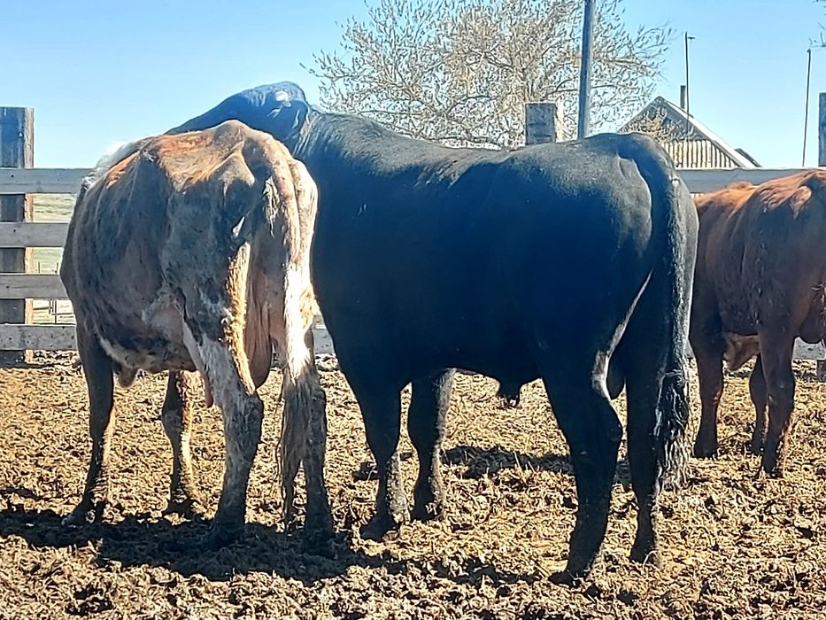 Бык ангус. Продам бык ангус