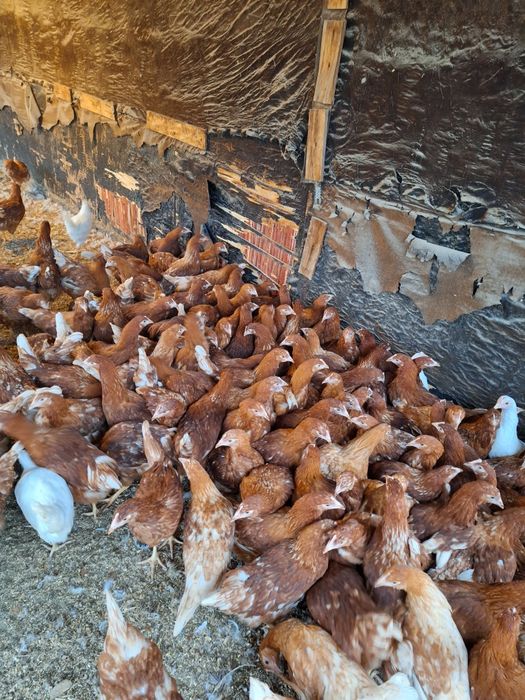 Ломан браун  несушки