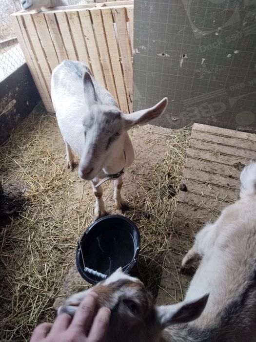 Srochni zanin echki sotiladi