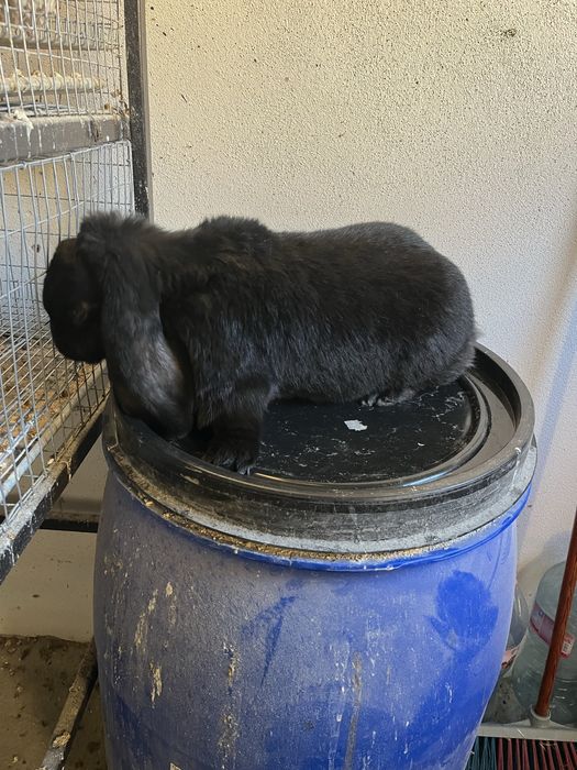 Iepuri berbec german