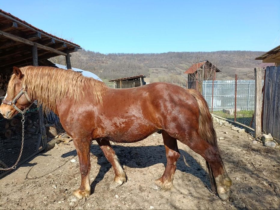 Cal de vânzare preț 3000euro