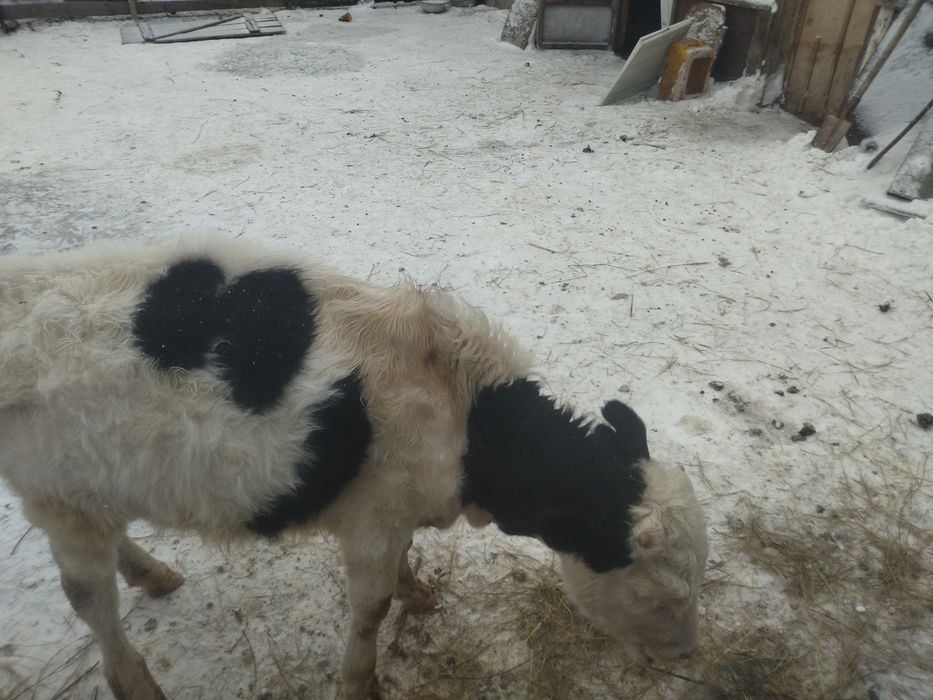 Продам бычка порода симментал