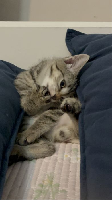 Котенок (3месяца) (мальчик )