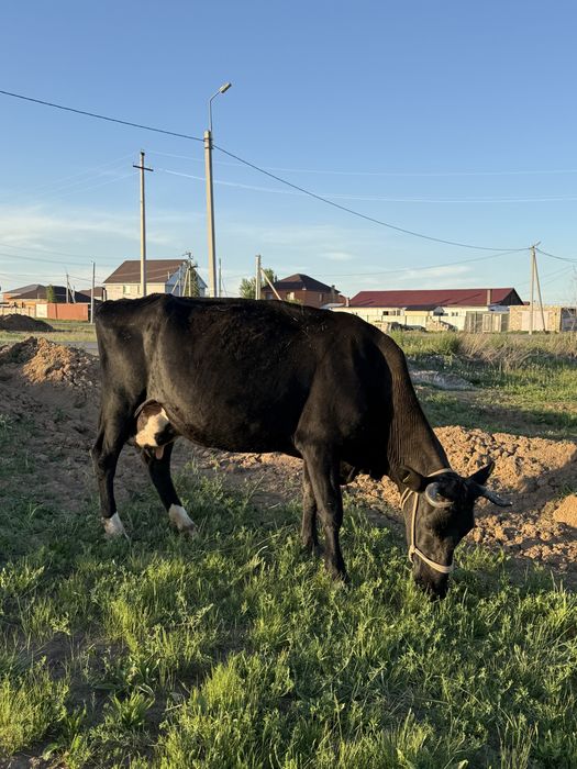 Срочно Продается Дойная Корова
