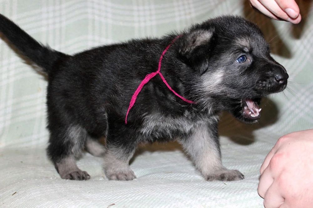 Восточный европейская овчарка