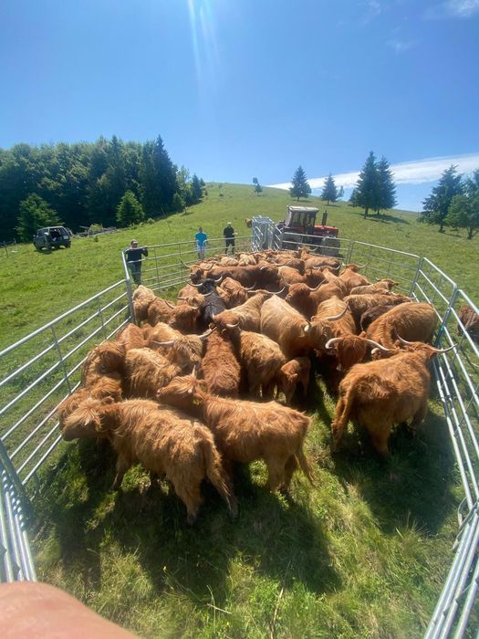 Vând Vaci de rasă Higland .