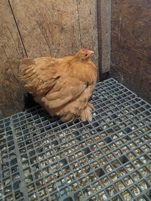 Găină cochinchina pitic