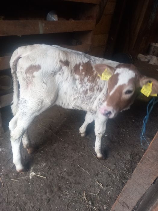 Vând vițica și vițel