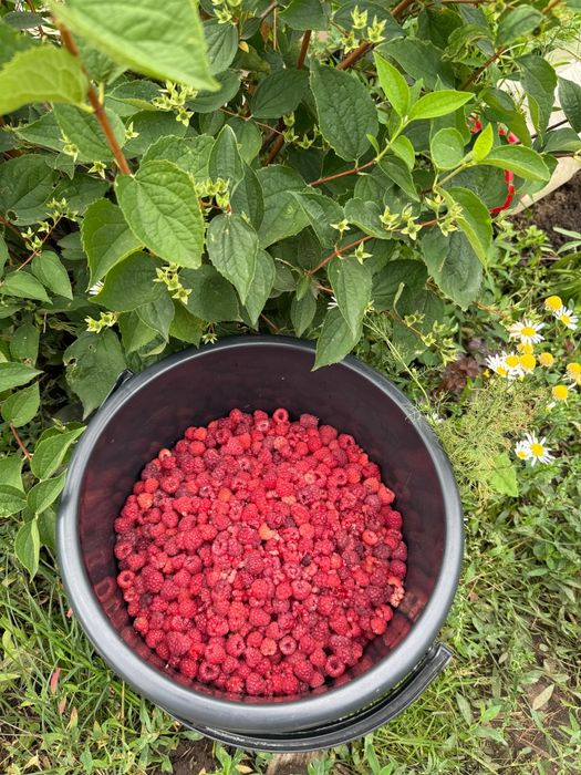 Продам  дачу   .