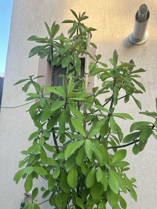 Flori interior/exterior