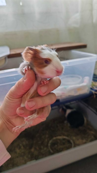 Porcusor de guineea