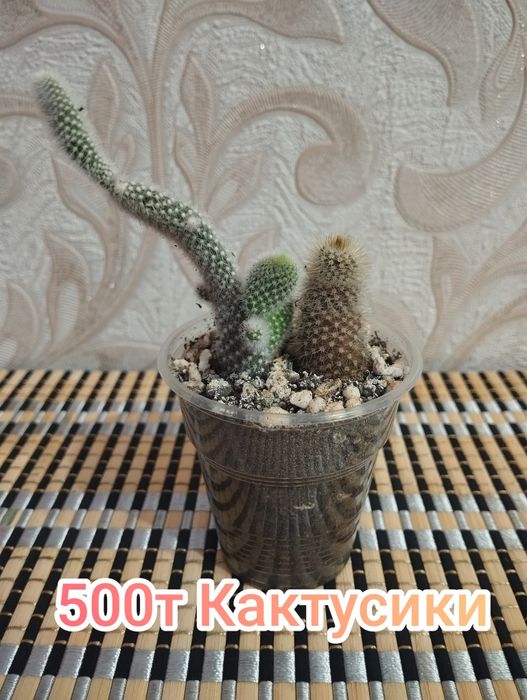 Кактусики продам