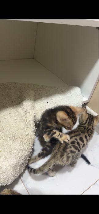 Продаётся кошка породы Бенгал