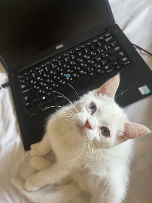 Продаются породистые котята Scottish Straight