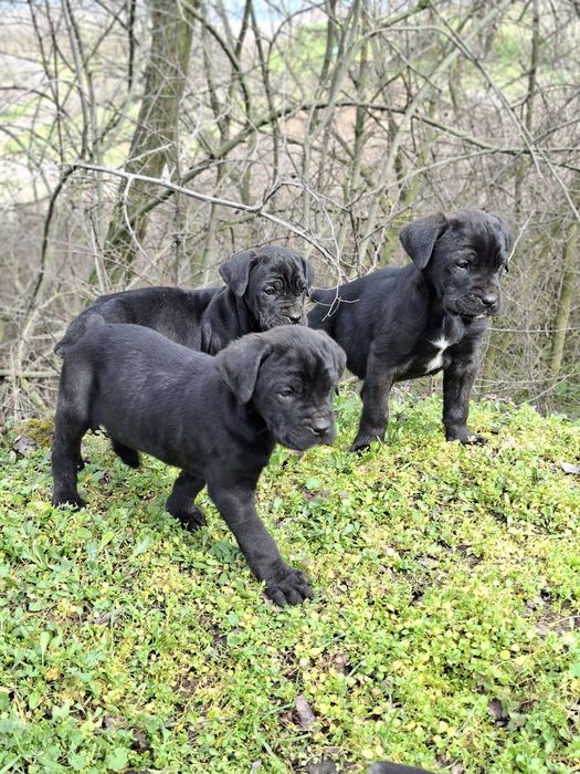 Кане Корсо Италиано