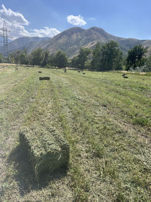 Продается свежая, чистая глюцерна